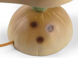 Vitamin Pumpkin Table lamp