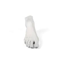 Memorabilia Mvsevm Male Foot 